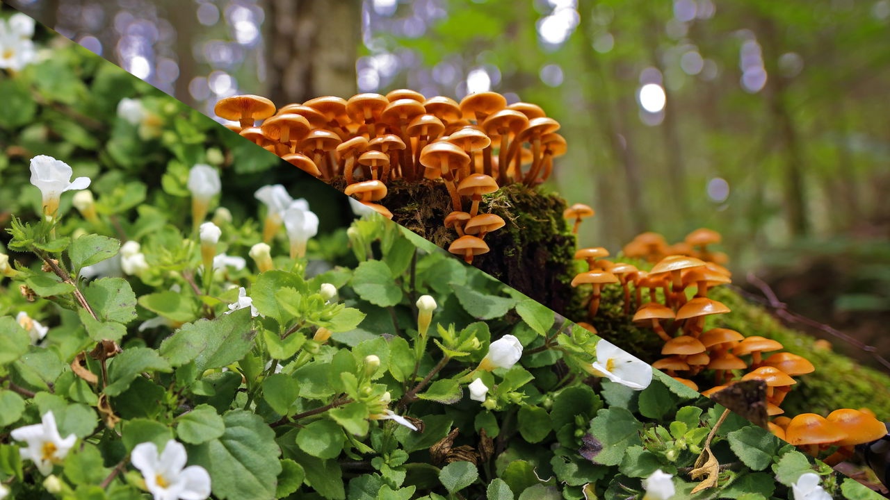 Bacopa contra fungos e bactérias