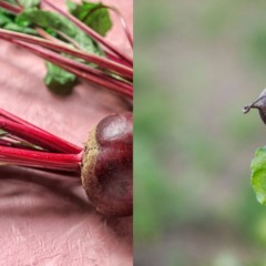 Beterraba com folhas