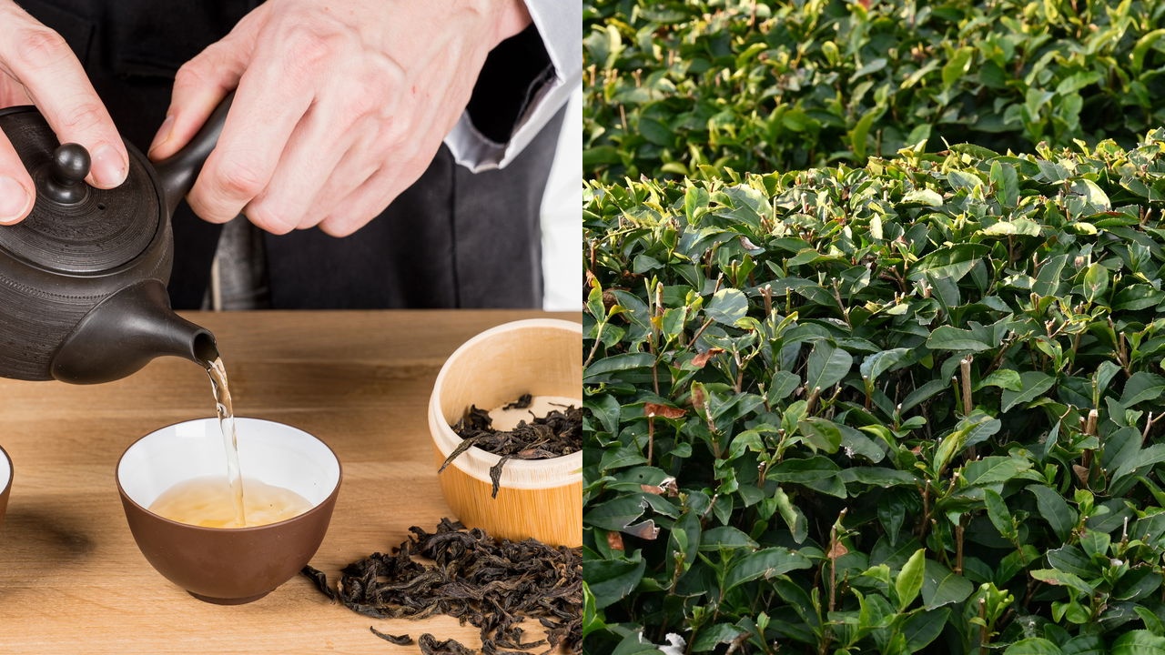 Camellia sinensis