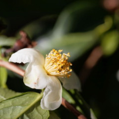 Camellia sinensis