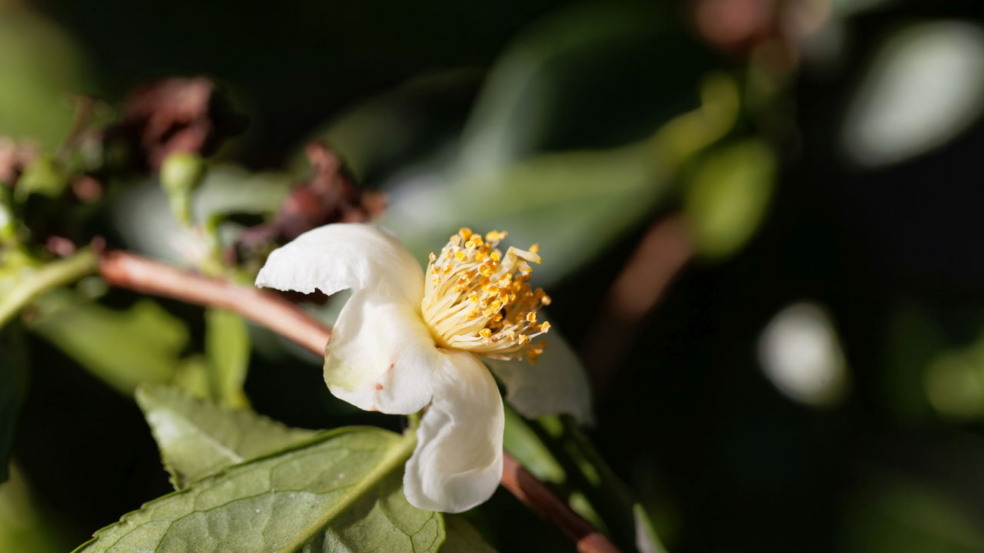 Camellia sinensis