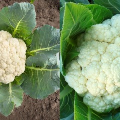 Couve-flor