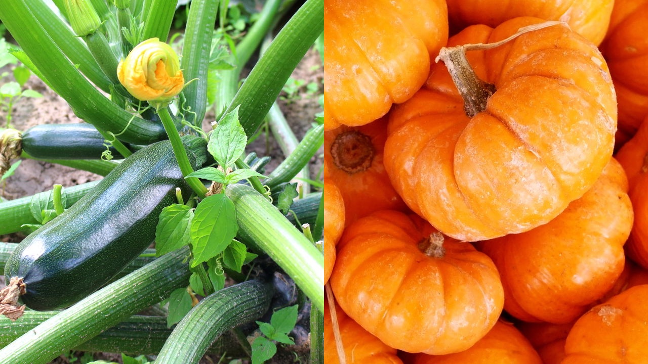Cultivar abóbora