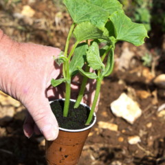 Cultivar abóbora
