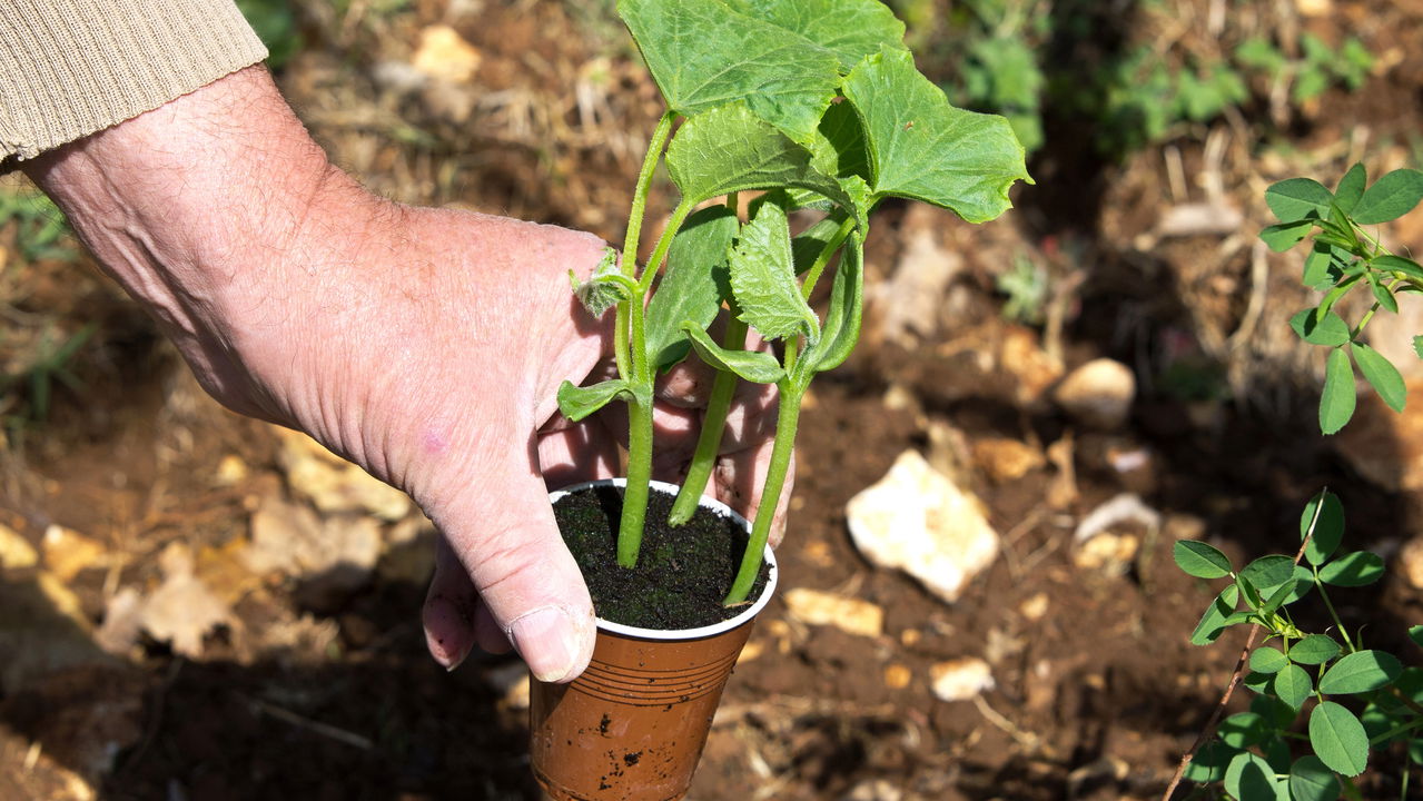 Cultivar abóbora Cultivar abóbora