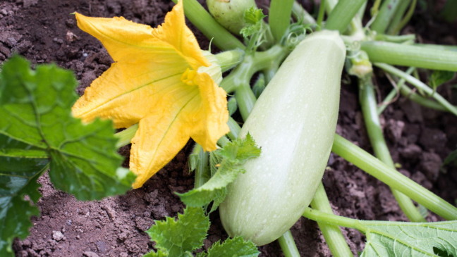 Cultivar abobrinha italiana Cultivar abobrinha italiana