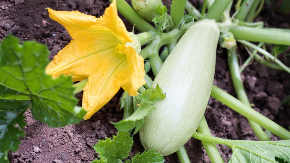 Cultivar abobrinha italiana Cultivar abobrinha italiana