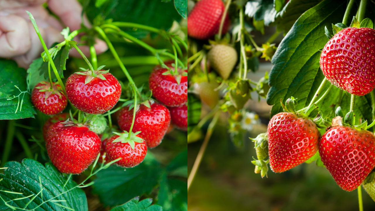 Cultivar morangos