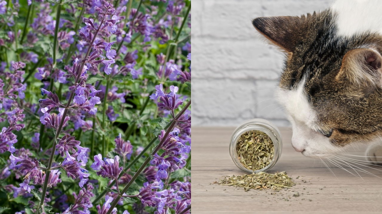 Cultive catnip