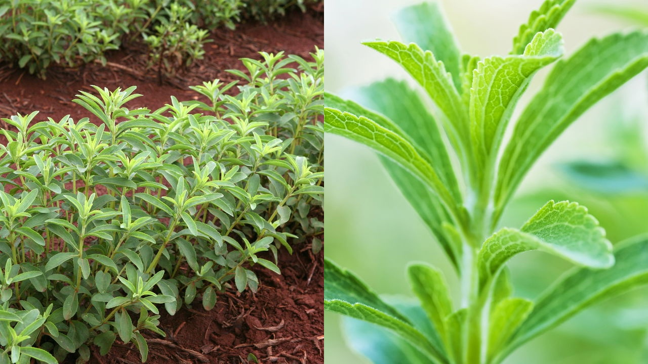 Cultive stevia