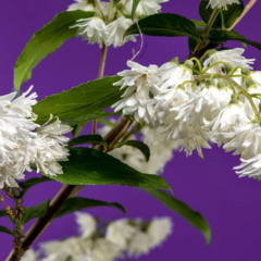 Deutzia