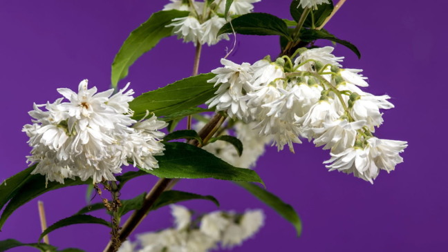 Deutzia Deutzia