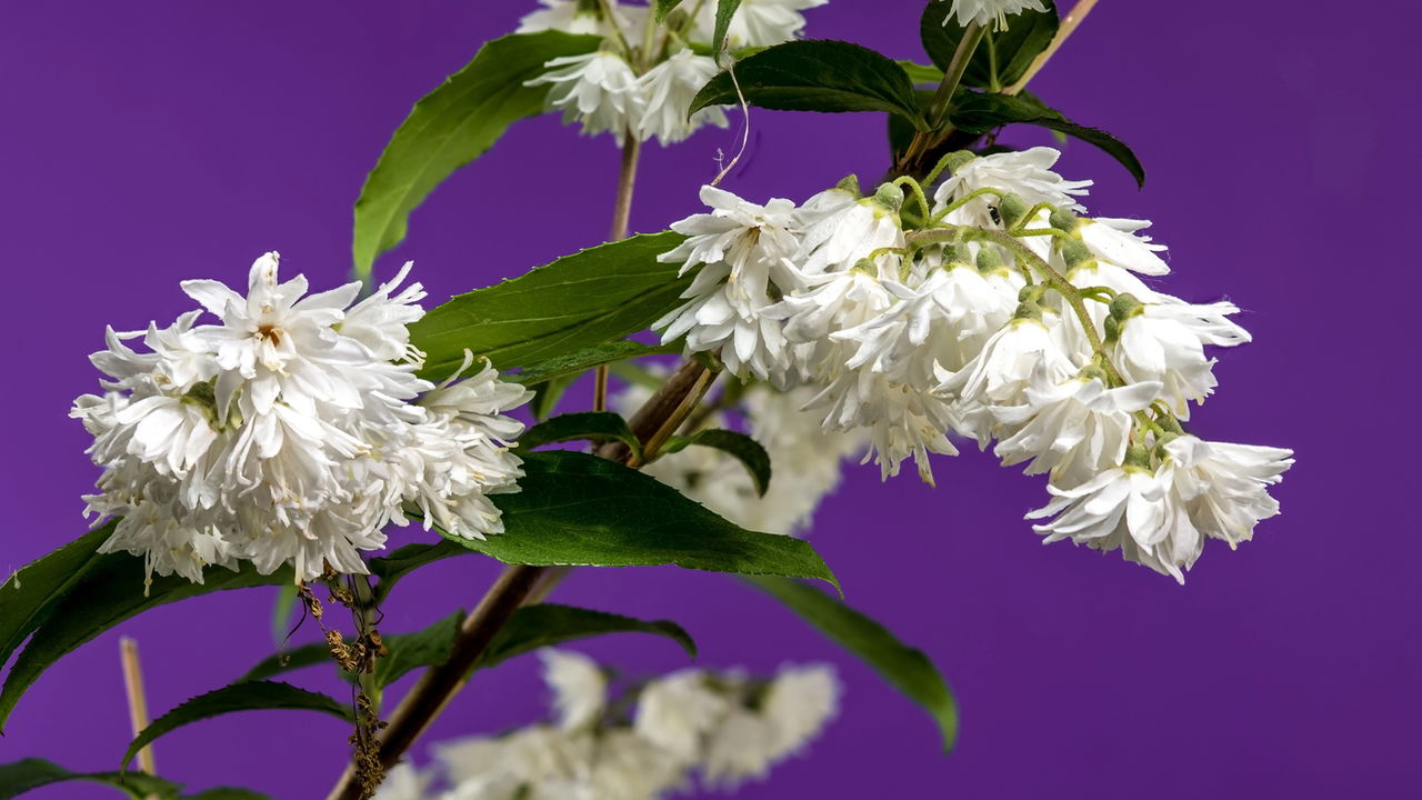 Deutzia