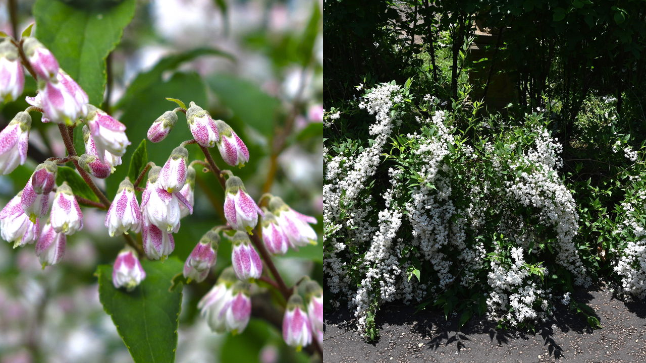 Deutzia branca