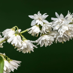 Deutzia branca