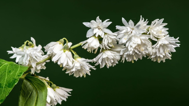 Deutzia branca