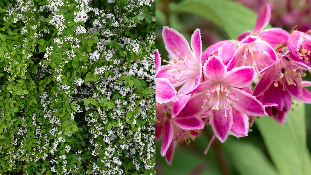 Deutzia 