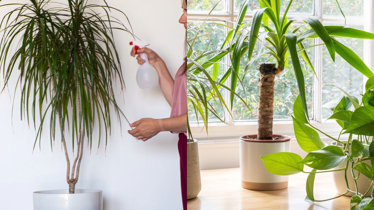 Dracaena marginata
