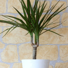 Dracaena marginata