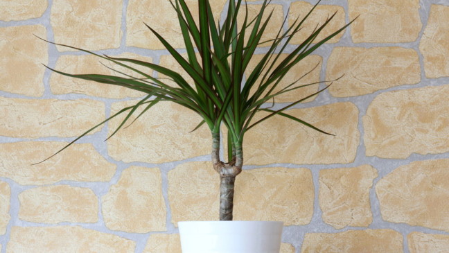 Dracaena marginata Dracaena marginata