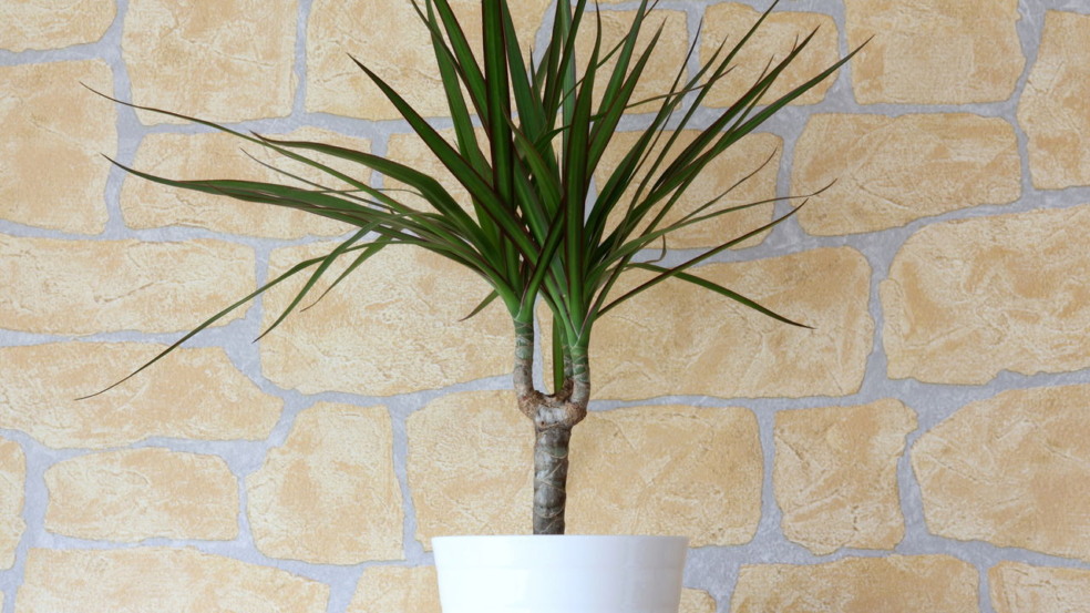Dracaena marginata Dracaena marginata