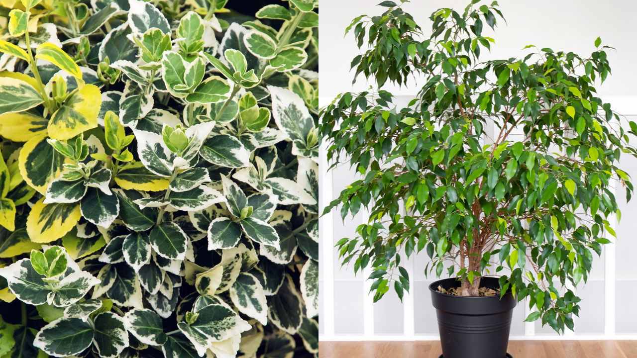 Ficus‑benjamina