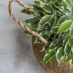 Ficus‑benjamina