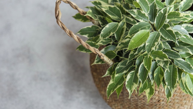 Ficus‑benjamina