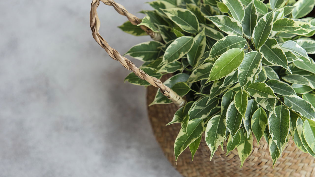 Ficus‑benjamina