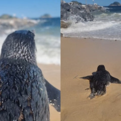 Imagens: Paulo Oberlander