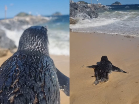 Imagens: Paulo Oberlander