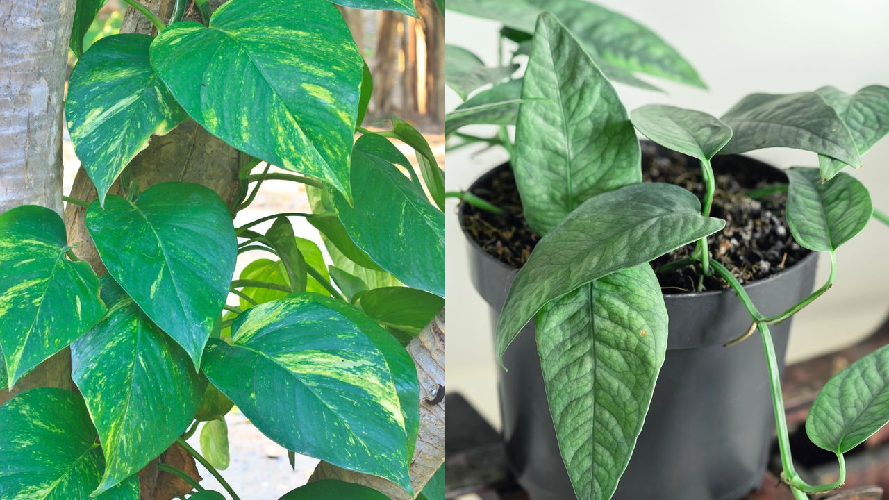 Jiboia na decoração