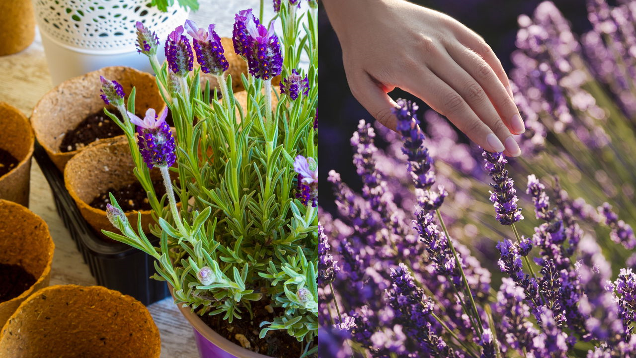 Lavanda