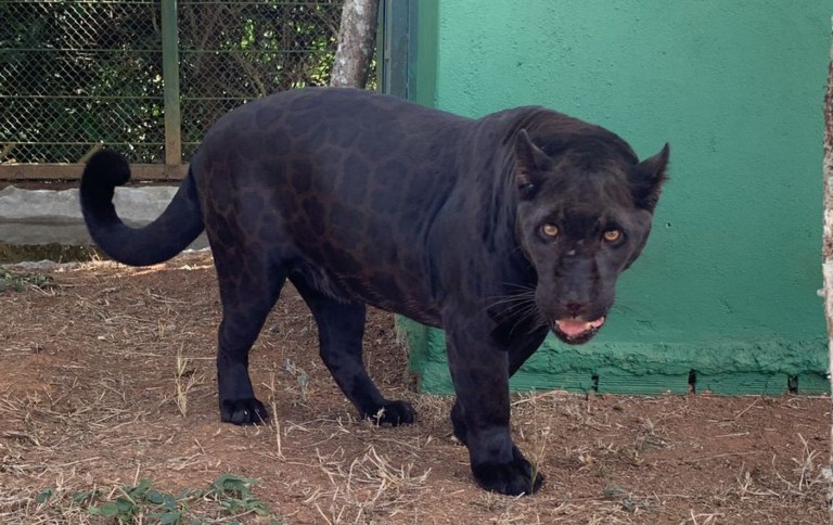 Animal raríssimo é capturado por câmeras em reserva no Brasil