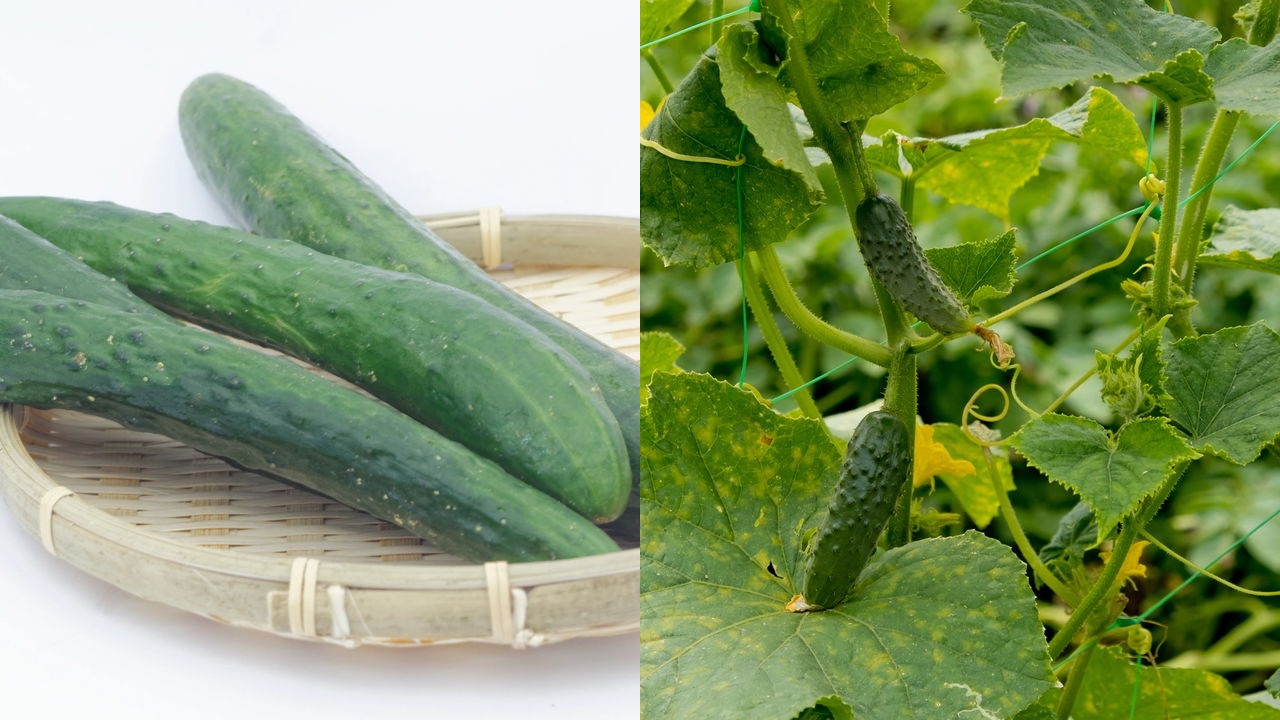 Pepino japonês
