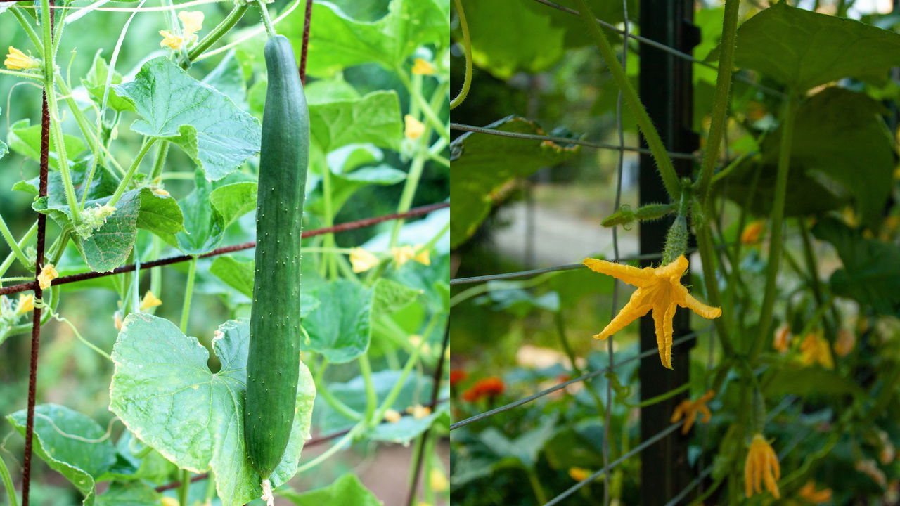 Pepino vertical
