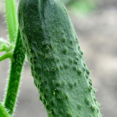 Pepino vertical