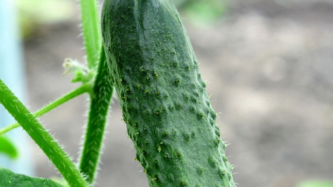 Pepino vertical