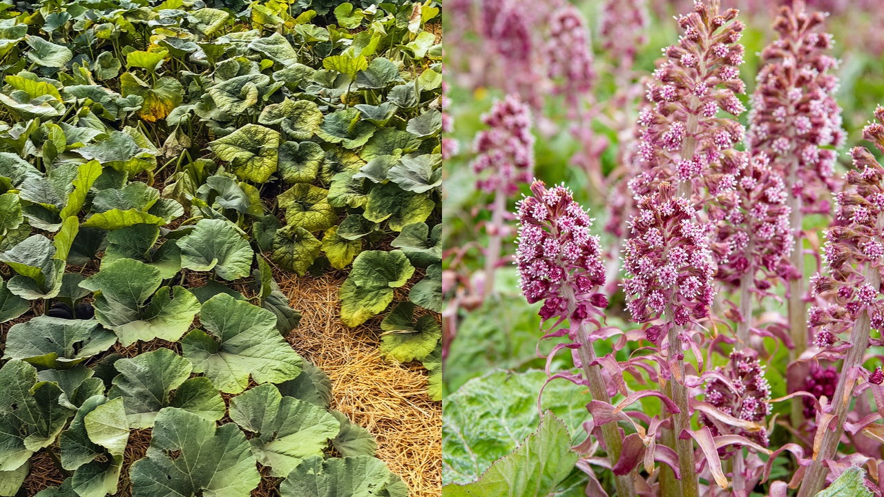 Petasites