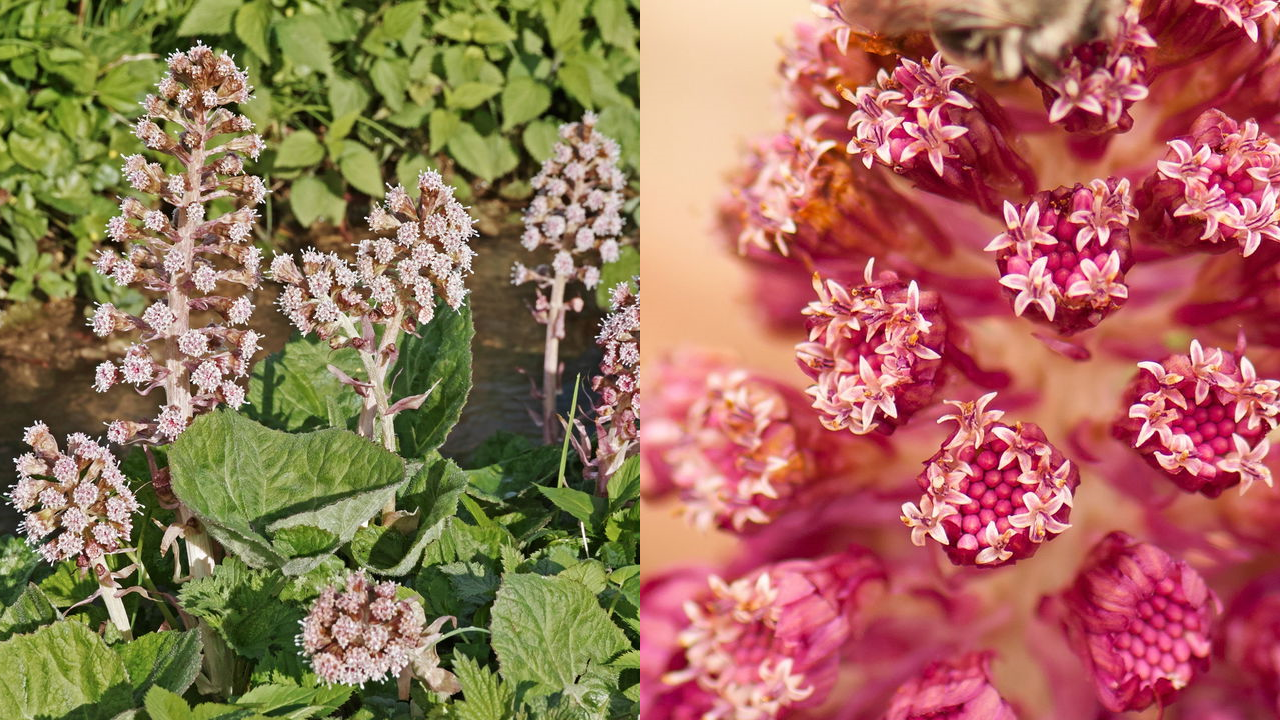 Petasites