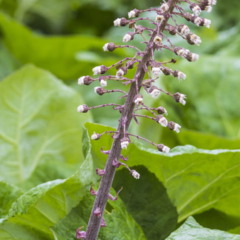 Petasites