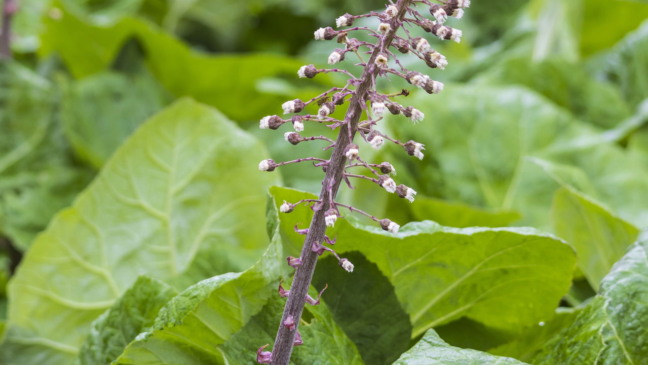 Petasites