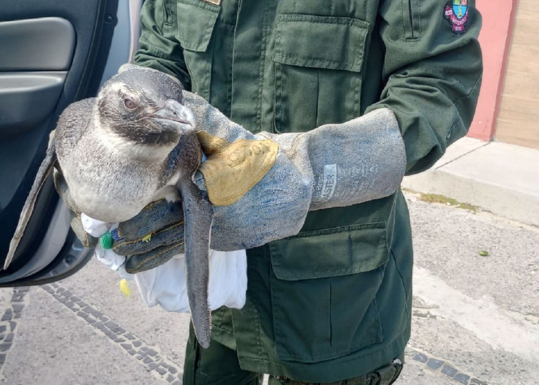 Niterói recebe pinguins vindos da Patagônia durante o inverno Niterói recebe pinguins vindos da Patagônia durante o inverno