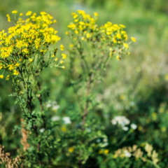 Planta tansy