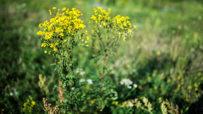 Planta tansy