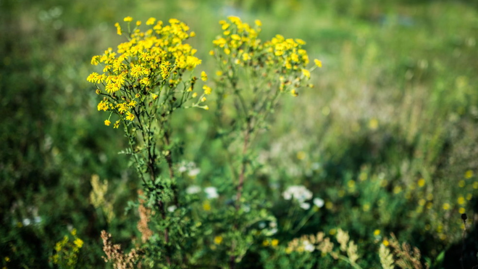 Planta tansy Planta tansy