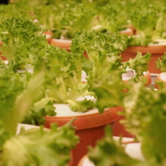 Cultivo de alface crespa