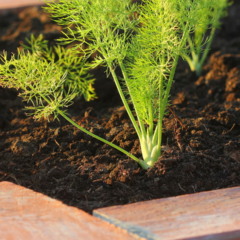 Plantar erva-doce-limão