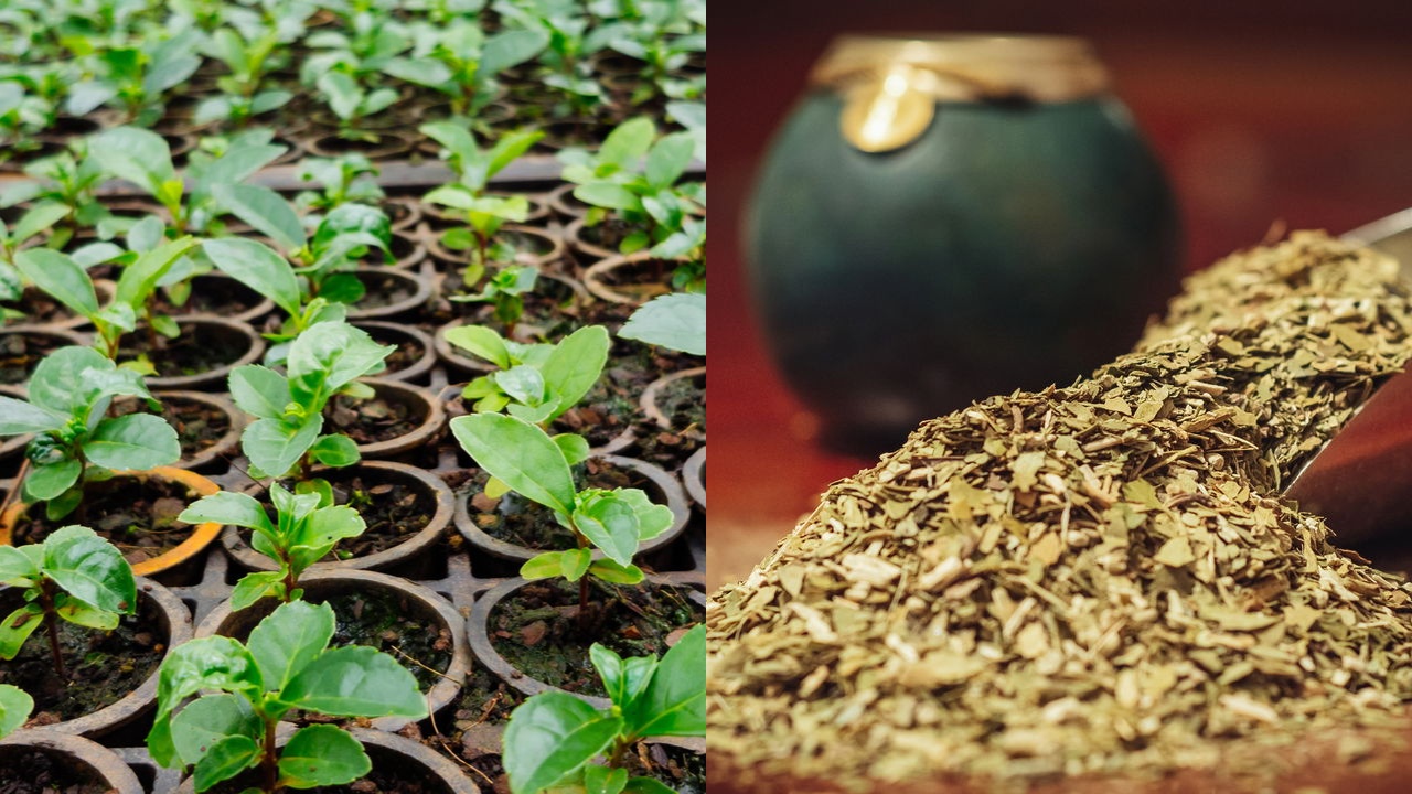 Plante erva-mate