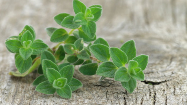 Plante orégano